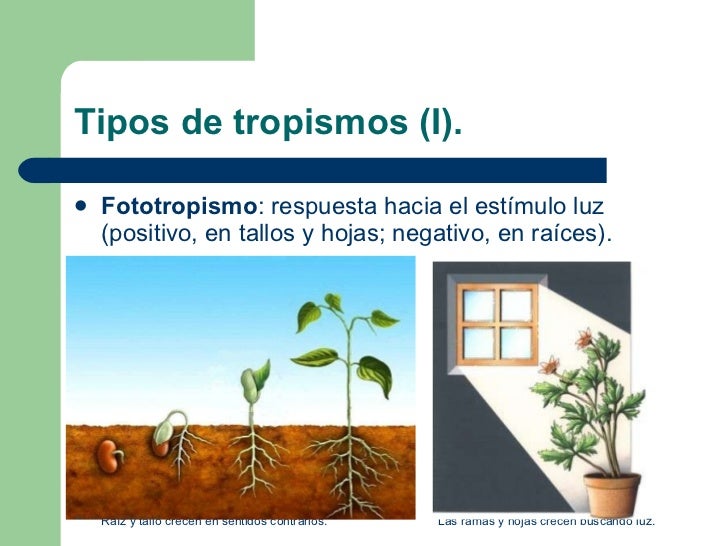 Seres vivos com fototropismo positivo Seres vivos com fototropismo positivo